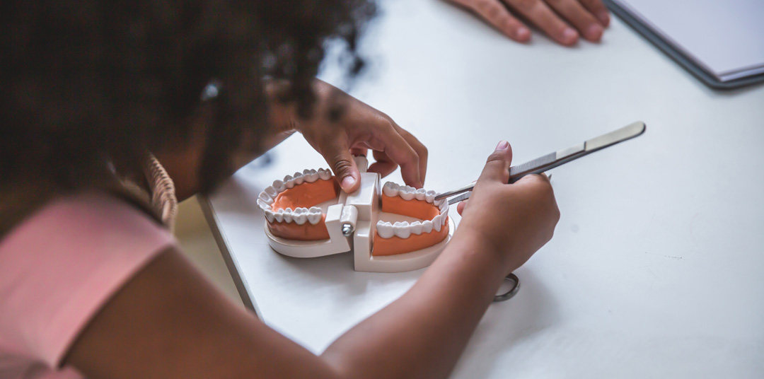 Little girl holding an artificial model of human jaw
